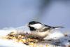 Lifestyle A-Z Animals Survive or Starve: How Chickadees Rewrite Their Brains Each Winter