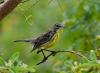 Kirtland’s warbler inspires pen pal program for Michigan and Bahamas kids