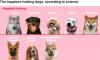 The happiest-looking dogs, according to science - so, do you agree that German shepherds should top the table?