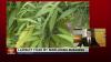 Lawsuit filed by marijuana business