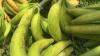Green Plantain: A Staple Ingredient of Colombia’s Cuisine
