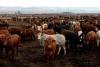 South Africa's agriculture in crisis as foot-and-mouth disease wreaks havoc