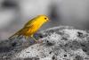 How a Century-Old Bird Count Outsmarts Modern Science