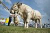 Belgium orders in vaccines due to risk of lumpy skin disease in cattle