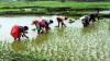 For government’s reform drive to succeed, rationalise agri subsidies