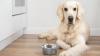 Hangry Golden Retriever on a Diet Puts on a Comical Show With Food Bowl