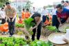 Cambodian Schools Launch Nationwide Vegetable Harvest to Sup...