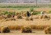 Pakistan urged to modernise agriculture for growth and exports