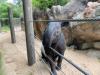 Deaths of 2 Malayan tapirs at Denver Zoo under investigation