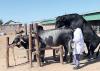Agcom spurs dairy cow breeding tips