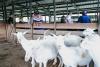 Indonesia Tightens Goat, Sheep Checks After PPR Virus Detected In Vietnam, Thailand