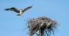 Young osprey numbers hit a record high in Iowa, while peregrine falcons hold steady