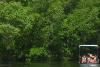 Indonesia's mangrove coverage rises to 3.46 million hectares