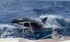 Rogue 'Gladiator' pod of orcas attacking boats in the Strait of Gibraltar is 'speaking' in a unique language that scientists have NEVER heard before