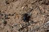 Scientists discover Namib Desert beetle cools down when running