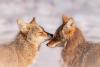 Science A-Z Animals Social Bonds in Coyotes: How They Mate for Life and Grieve Their Loss