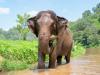 Forest elephants turn farms into pharmacies