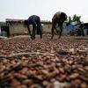 Cocoa accounts for 14 percent of Ivory Coast's gross domestic product