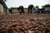 Ivory Coast faces unusual pile-up of cocoa at export hubs