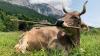 Cattle tool use: Austrian pet cow Veronika shows rare problem-solving skills