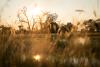 Singita Elela to open in Botswana's Okavango Delta in December 2026