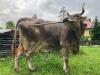 Researchers identify tool use in a pet cow, indicating livestock might be smarter than thought
