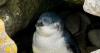 A fairy penguin in Falklands, a long way from home in New Zealand
