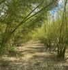Bamboo Bioproducts Ltd test plots show resilience in the  face of Hurricane Melissa