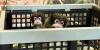 Twin mustached monkeys born at Tennessee zoo