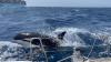 ‘Gladiator’ killer whale gang terrorising boats off Spain ‘speaking their own language that’s never been heard before’