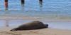 Hawaiian monk seal seen soaking up sunshine in Waikiki