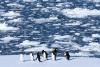 Science Associated Press Researchers find Antarctic penguin breeding is heating up sooner, and that's a problem