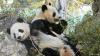 Japan's last 2 pandas to return to China on Jan 27