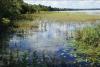 EPA, Don’t Get Bogged Down: Why wetlands deserve federal protection 