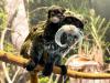 Pair Of Adorable Emperor Tamarins Born At Chattanooga Zoo, Need Naming Help