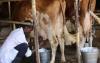 Dairy farmers in Meru and Tharaka Nithi counties embrace insurance
