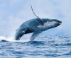 Science A-Z Animals What Whale Snot Just Revealed About a Dangerous Arctic Virus