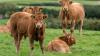 Cattle farms may be treated like chemical plants under pollution rules