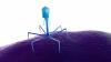 Scientists develop synthetic bacteriophages to fight drug-resistant bacteria