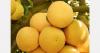 Concerns still high over shipping Florida citrus to EU