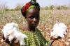 Cameroon cotton output plunges 76% in Q2 as floods disrupt harvests