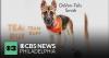 2 dogs from Delaware County, Pennsylvania to compete in 2026 Puppy Bowl