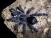 From the Rainforest to the Andes: Meet Over 60 Tarantula Species in Ecuador
