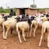Tracking Sheep Health Trends in Ethiopian Breeding Villages