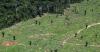 EIA reveals illegal logging operation in Brazil