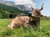Veronika the cow astounds science with first consistent case of tool use