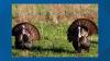Here's how you can apply for an Arkansas public land turkey hunting permit