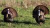Apply for an Arkansas public land turkey hunting permit by Feb. 15