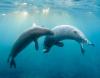 Scientists Stunned as Hawaiian Monk Seals Reveal Hidden Underwater Language