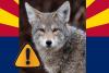 What to Do if You See a Coyote in Arizona Neighborhoods